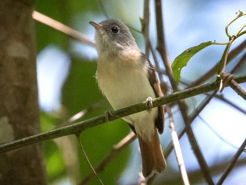 Red-tailed Newtonia