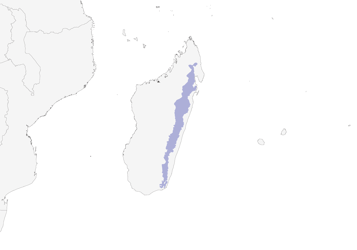 Red-tailed Newtonia, Distribution 1