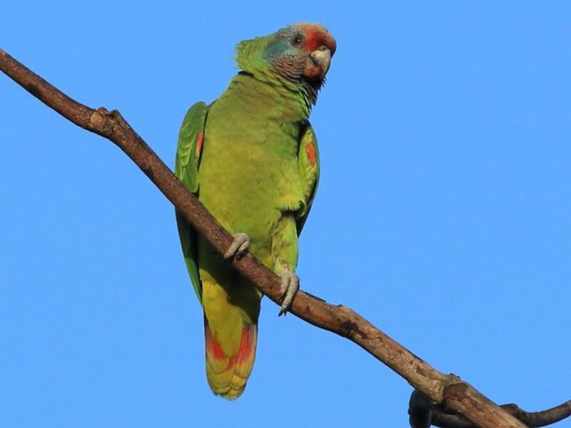 Amazone à queue rouge