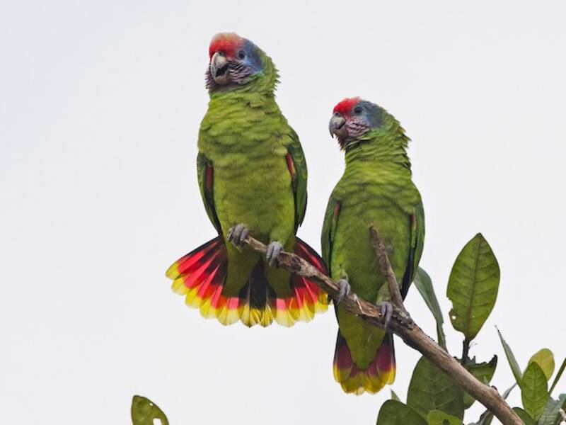 Amazona Colirroja, Fotos 2