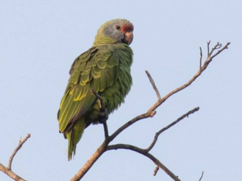 Amazona Colirroja, Fotos 3