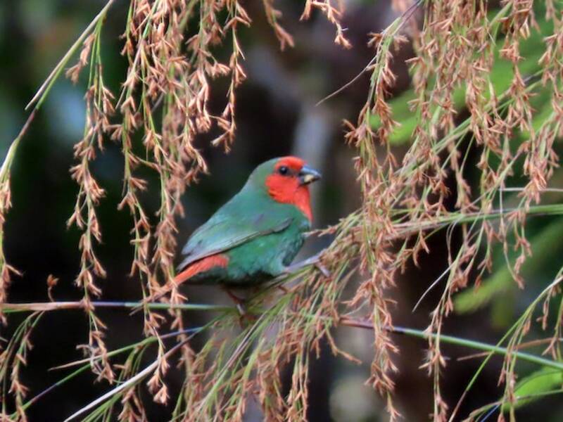 Red-throated Parrotfinch