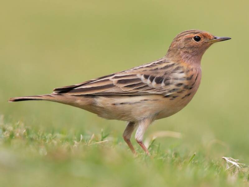 Red-throated Pipit, Photos 3