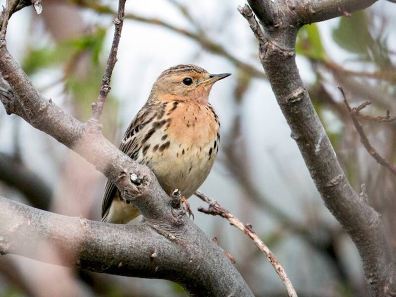 Red-throated Pipit