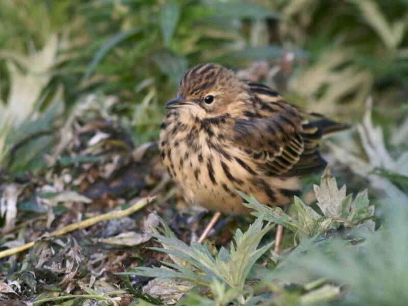 Red-throated Pipit, Photos 2