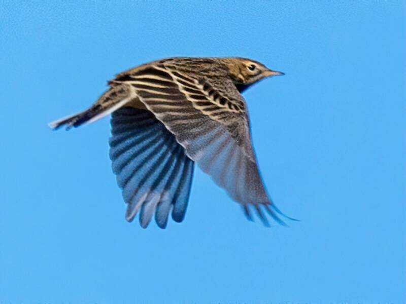Red-throated Pipit, Photos 4