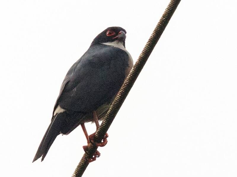 Red-thighed Sparrowhawk, 照片 3