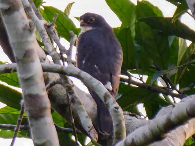 Red-thighed Sparrowhawk, 照片 2