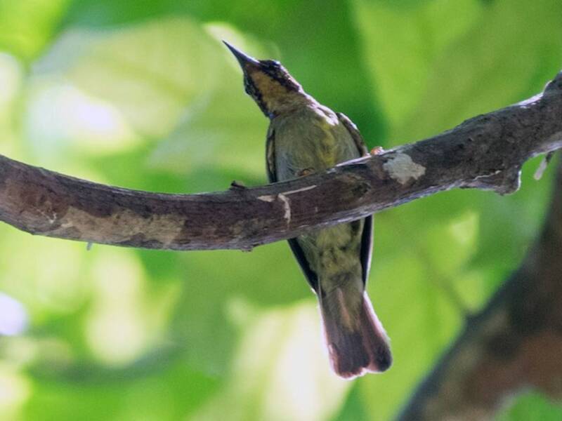 Rotkehl-Nektarvogel, Fotos 3