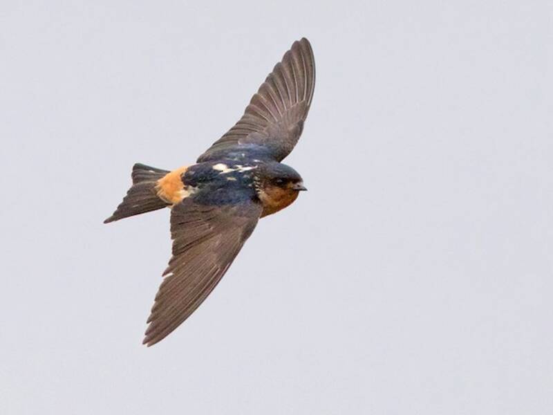 Red-throated Swallow, Photos 3