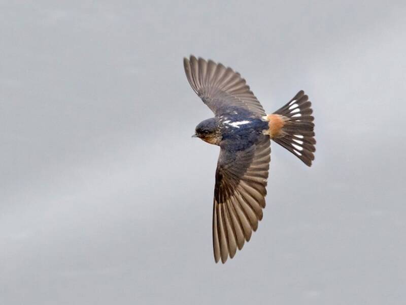 Hirondelle rousseline