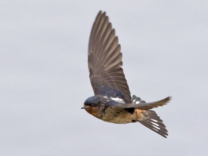 Red-throated Swallow, Photos 2