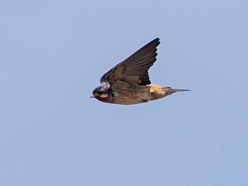 Red-throated Swallow, Photos 4