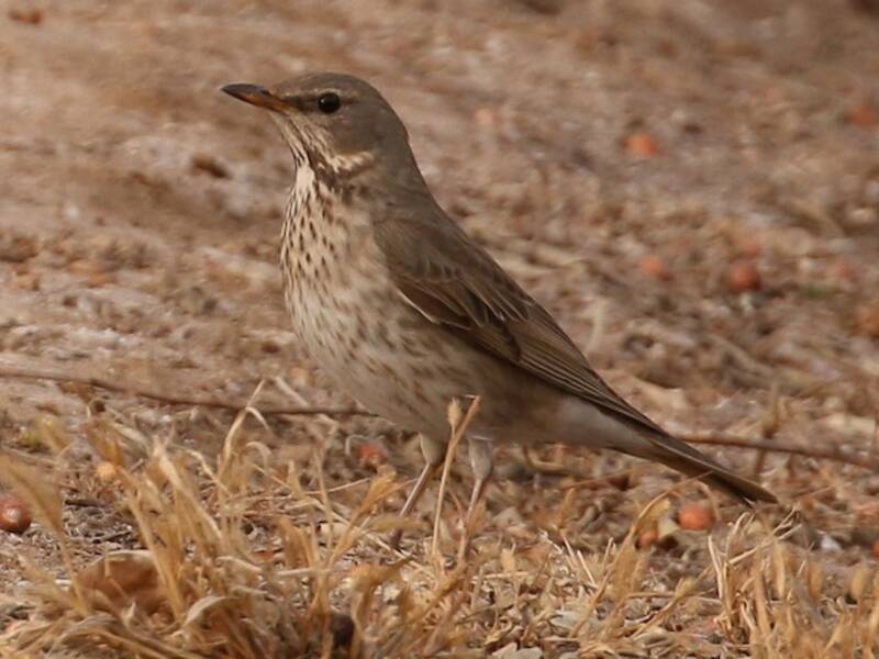 Red-throated Thrush