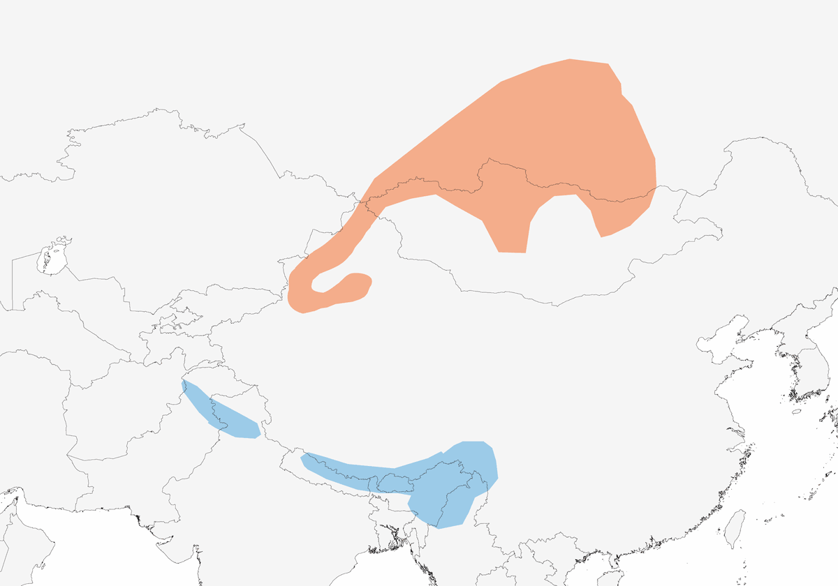 Tordo golarossa, Distribuzione 1