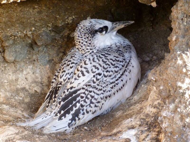 Rotschwanz-Tropikvogel, Fotos 3