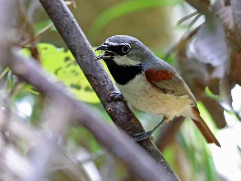 Red-tailed Vanga, Photos 3