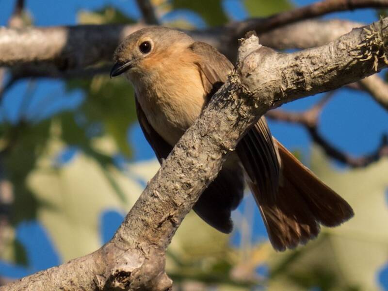 Red-tailed Vanga, Photos 4