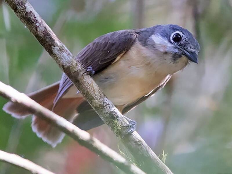 Red-tailed Vanga, Photos 2