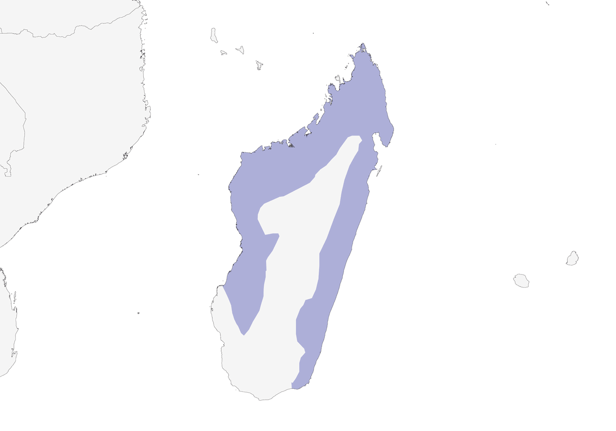 Red-tailed Vanga, Distribution 1