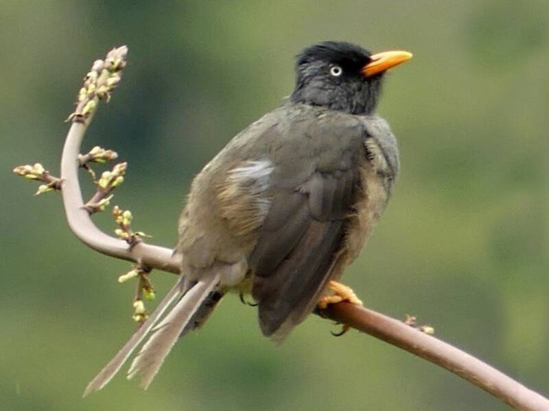Reunion Bulbul