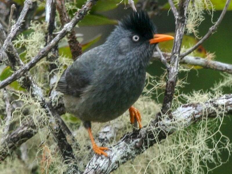 Bulbul di Réunion, Foto 2