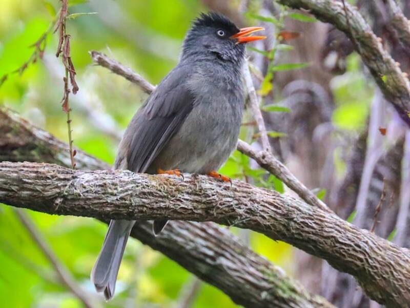 Bulbul di Réunion, Foto 4