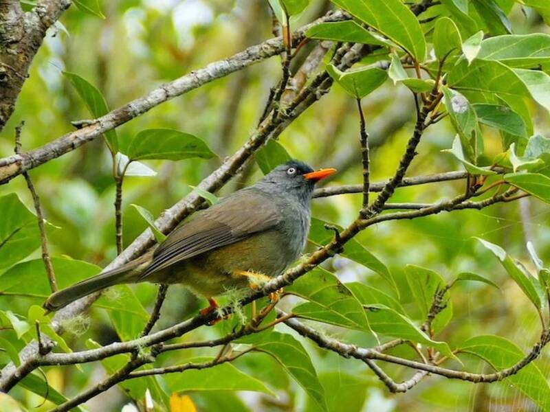 Bulbul di Réunion, Foto 3