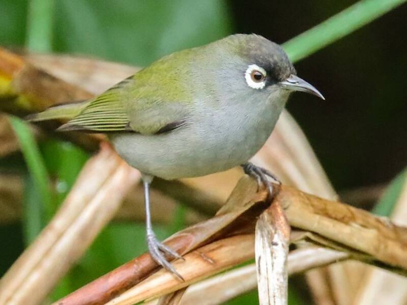 Réunion-Brillenvogel, Fotos 3