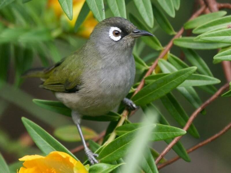 Reunion White-eye
