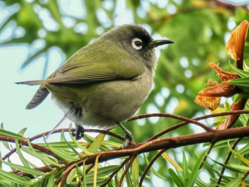 Réunion-Brillenvogel, Fotos 2