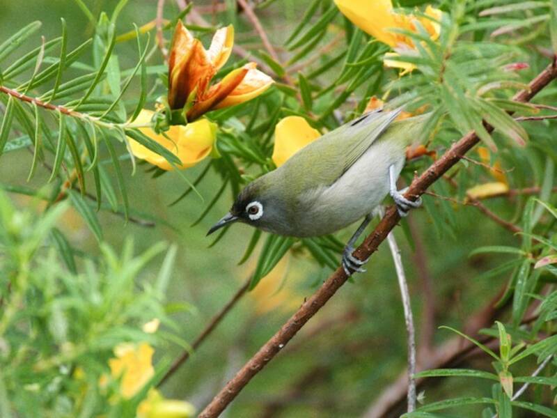 Réunion-Brillenvogel, Fotos 4
