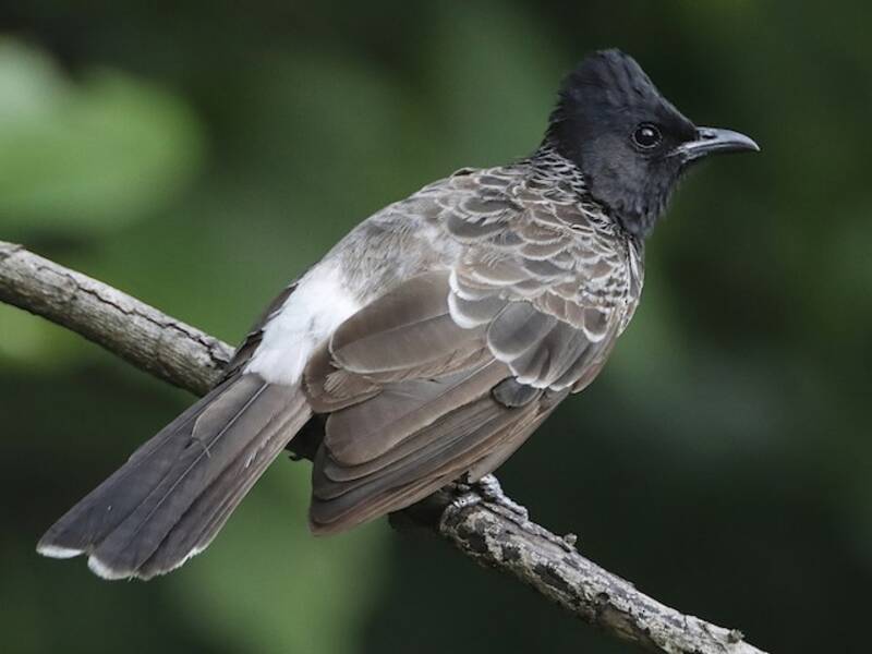 Red-vented Bulbul (Pycnonotus cafer)