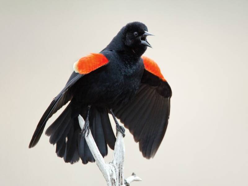 Red-winged Blackbird (Agelaius phoeniceus)