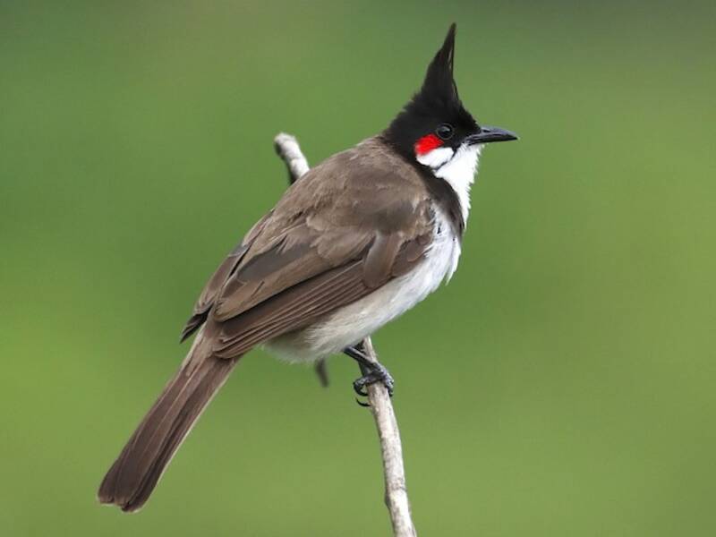 Bulbul dal baffo rosso, Foto 2
