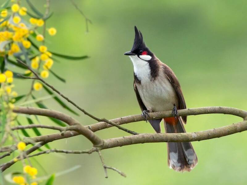 Red-whiskered Bulbul (Pycnonotus jocosus)