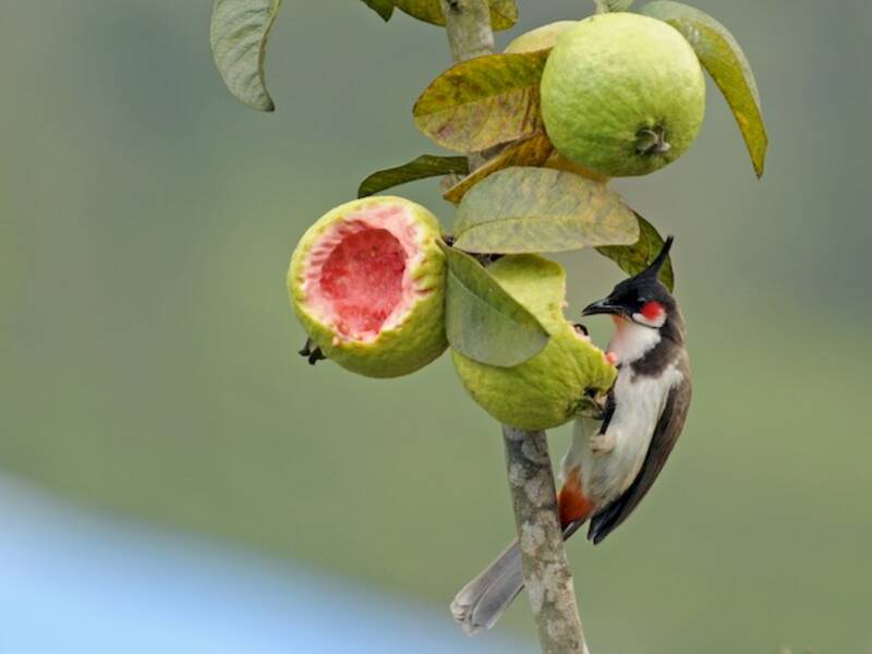 Bulbul dal baffo rosso, Foto 3