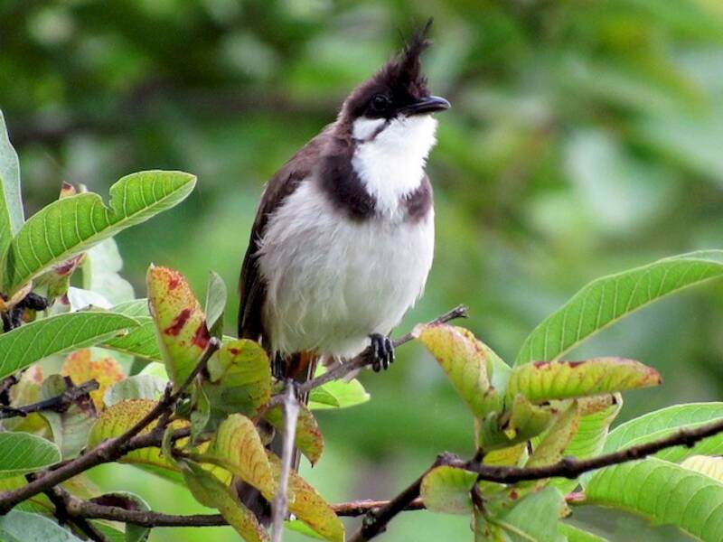 Bulbul dal baffo rosso, Foto 4