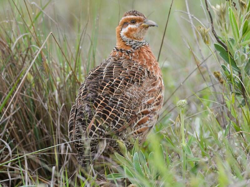 Francolin à ailes rouges, Photos 2