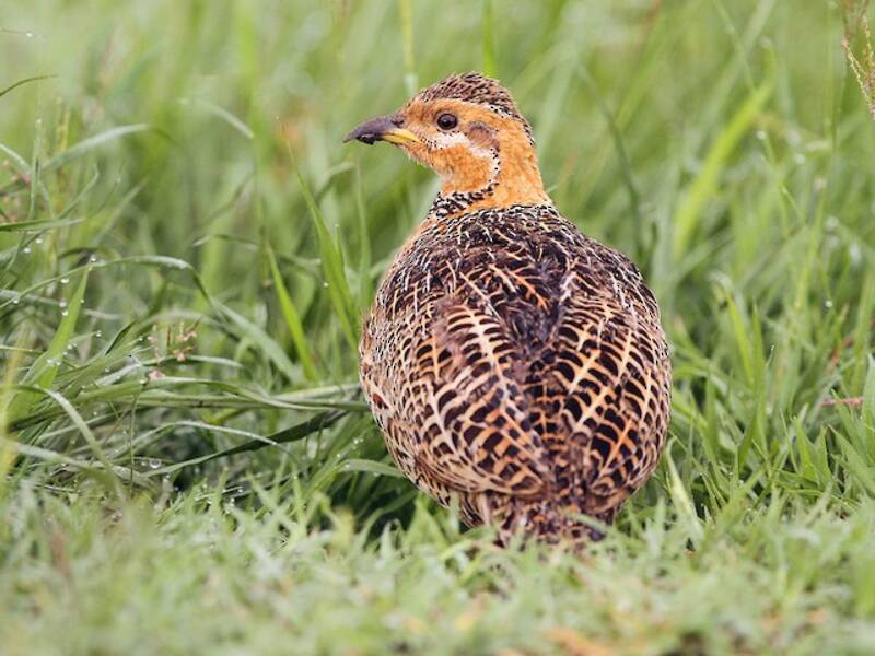 Francolin à ailes rouges, Photos 3