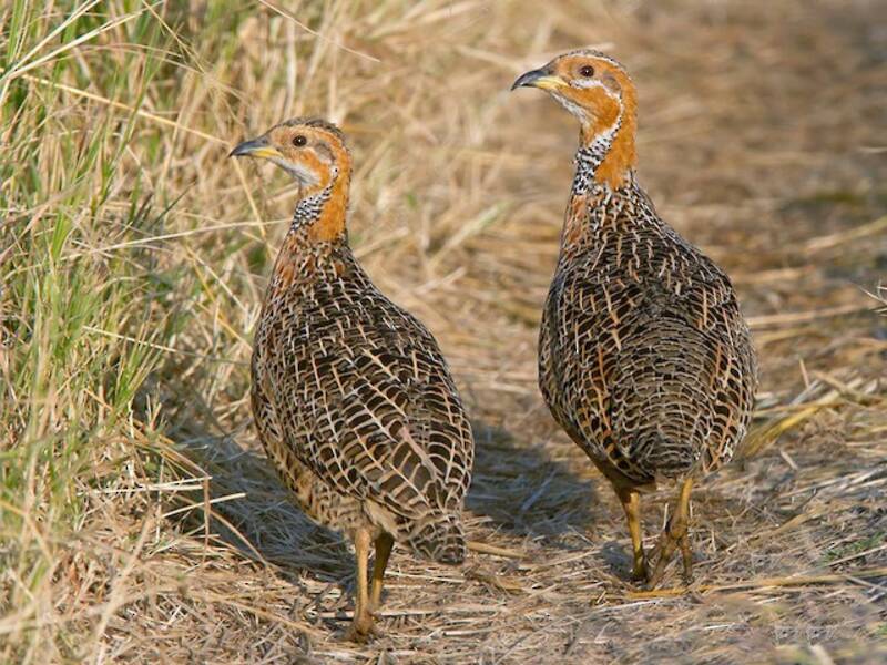 Francolin à ailes rouges, Photos 4