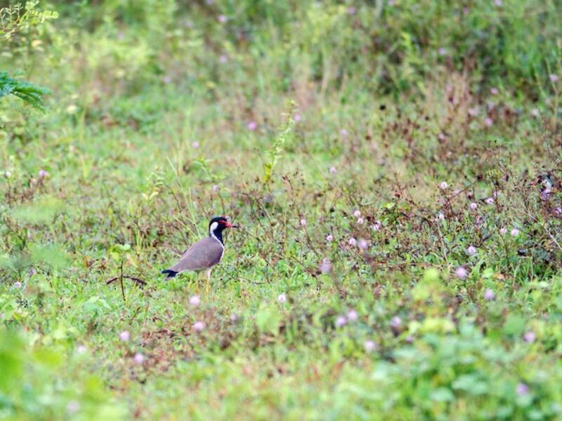 Pavoncella caruncole rosse, Foto 3