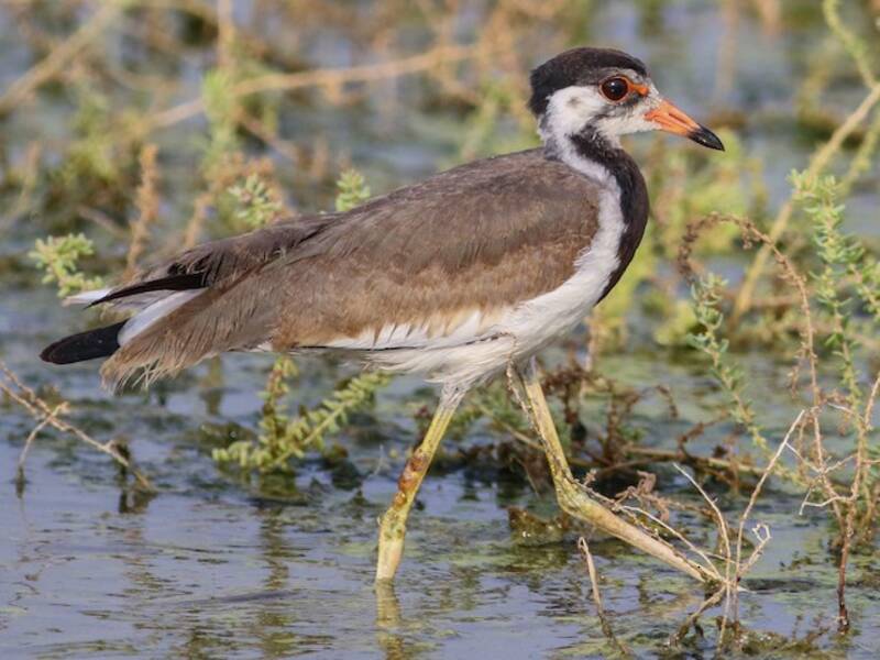 Red-wattled Lapwing (Vanellus indicus)