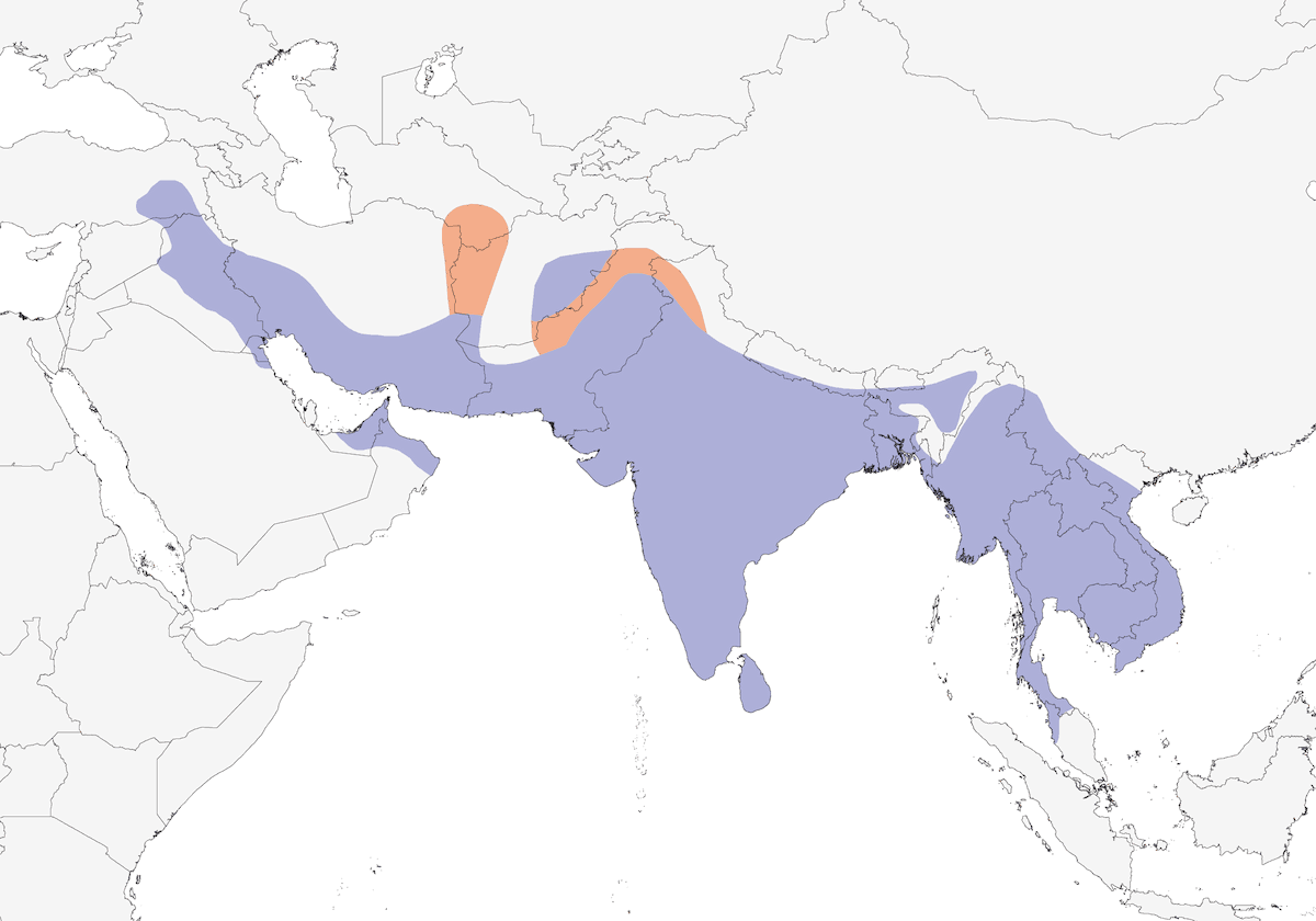 Pavoncella caruncole rosse, Distribuzione 1
