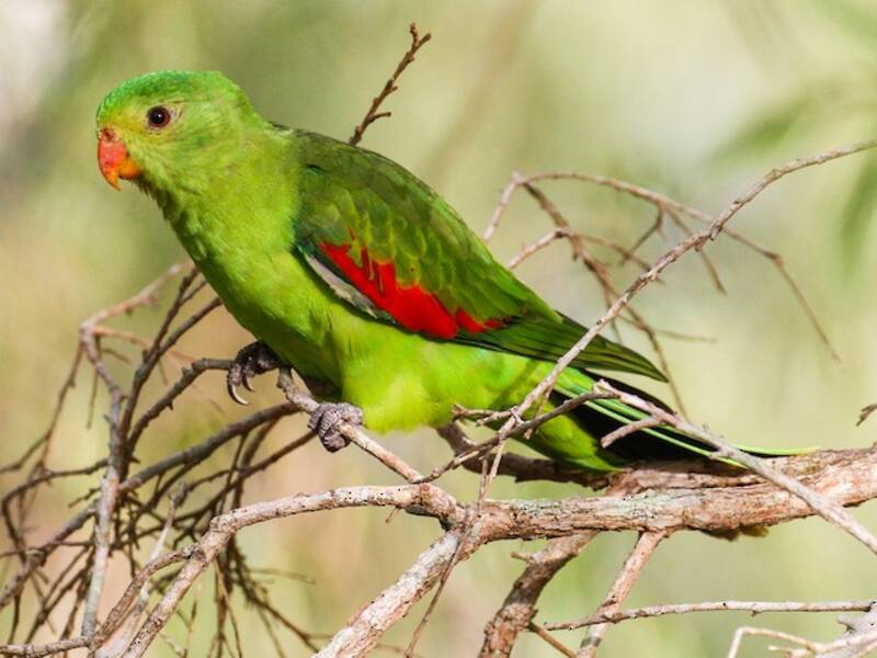 Loro Alirrojo
