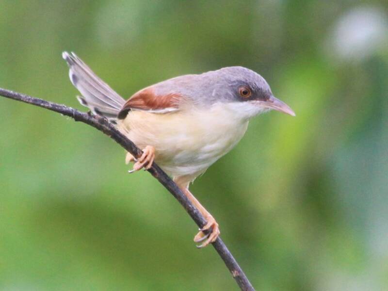 Prinia à ailes rousses