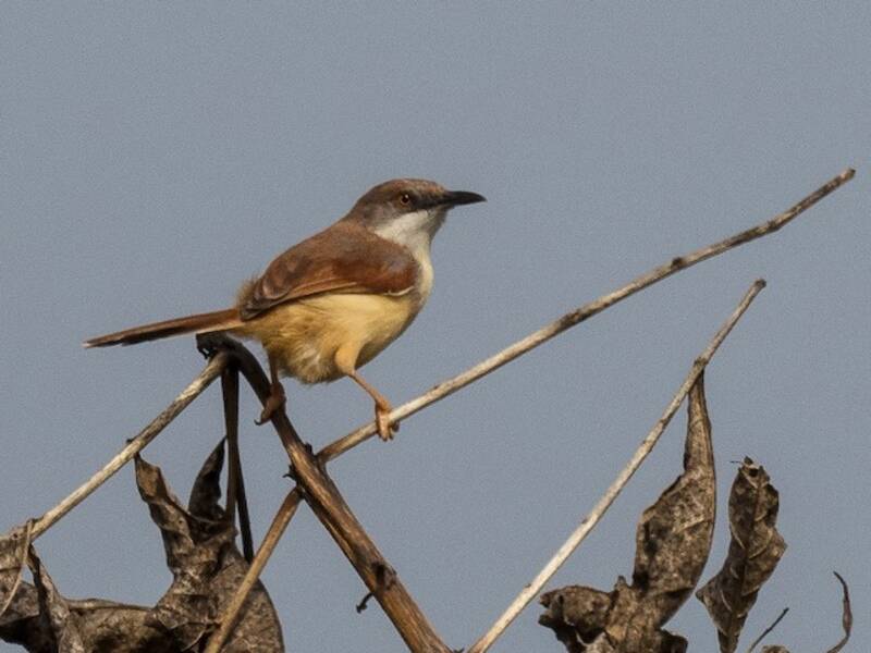 Red-winged Prinia, Photos 3