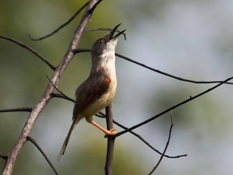 Red-winged Prinia, Photos 2