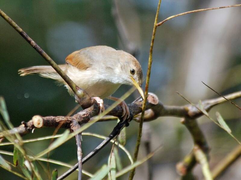 Red-winged Prinia, Photos 4