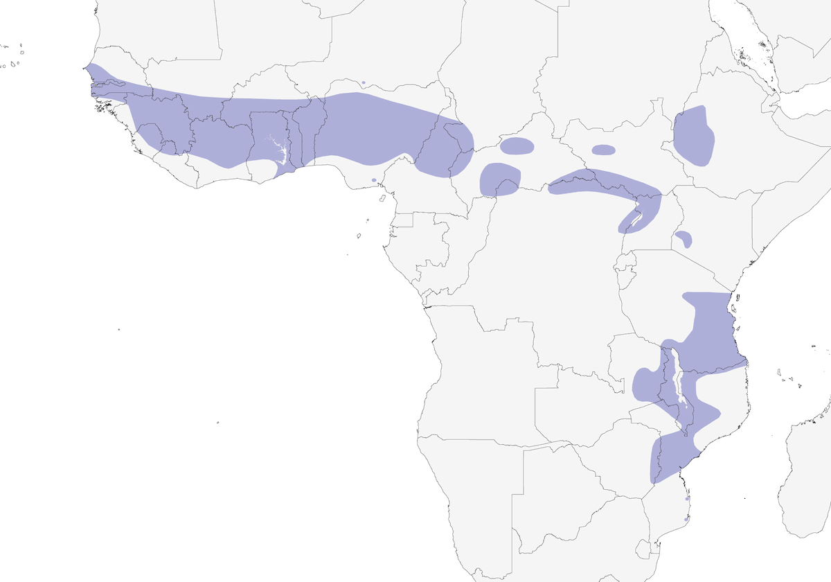 Red-winged Prinia, Distribution 1